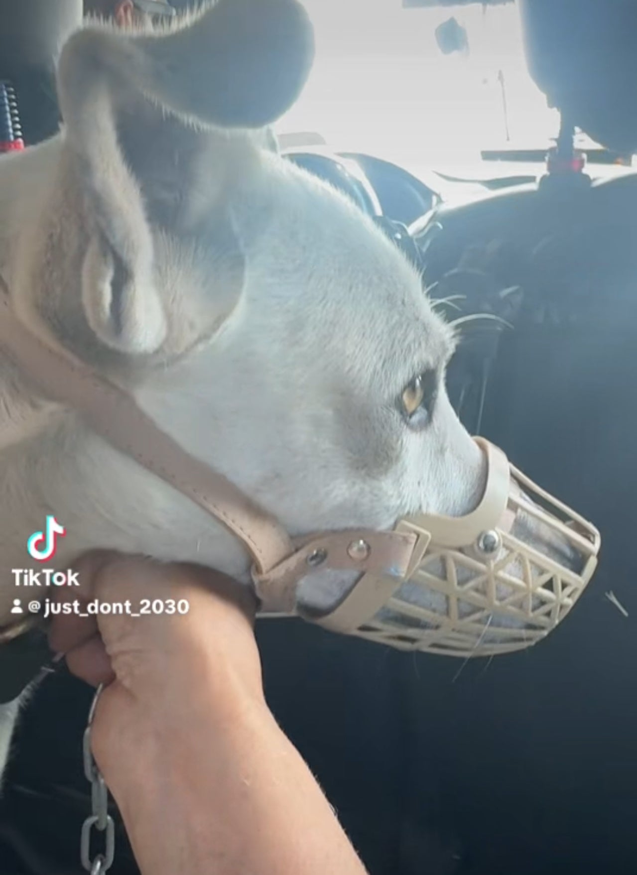 Tested Dog Muzzle Anti-Bite & Anti Bark.