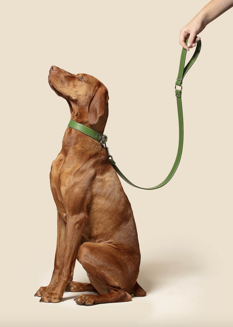 Luxury Vegan Apple Leather Dog Collar – British Handmade Ethical Pet Collar